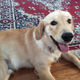 Illustration for article titled Doggies are sweet ETA DOGGIE PIC
